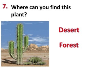 Where can you find this
plant?
 