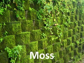 Moss
 