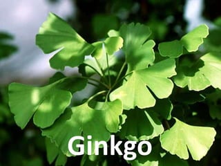 Ginkgo
 