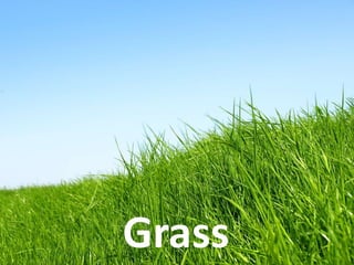 Grass
 