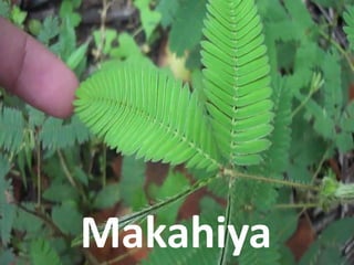Makahiya
 