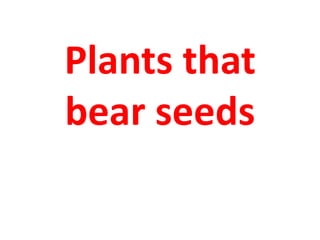 Plants that
bear seeds
 
