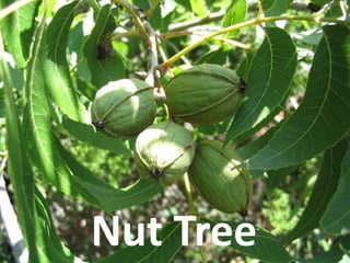 Nut Tree
 