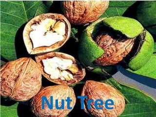 Nut Tree
 