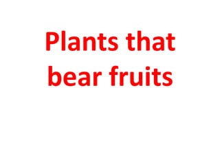 Plants that
bear fruits
 