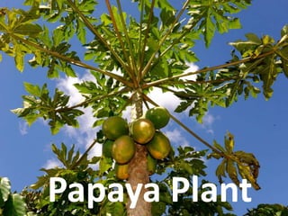 Papaya Plant
 