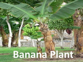 Banana Plant
 