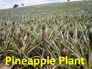 Pineapple Plant
 