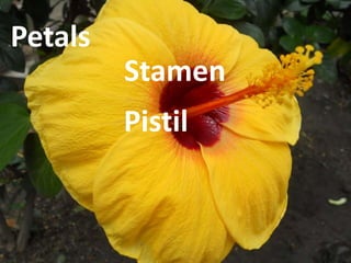 Petals
Stamen
Pistil
 