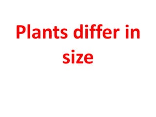 Plants differ in
size
 