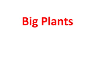 Big Plants
 