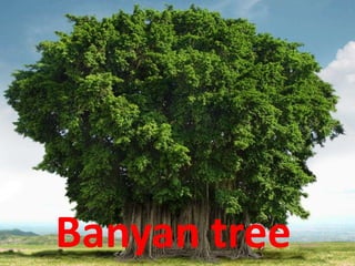 Banyan tree
 