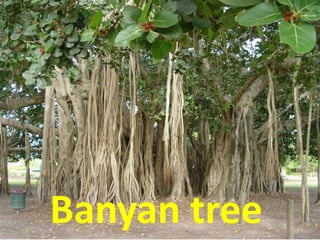 Banyan tree
 