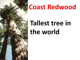 Coast Redwood
Tallest tree in
the world
 