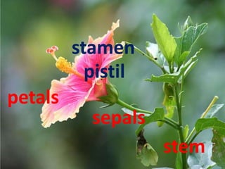 petals
stamen
pistil
sepals
stem
 
