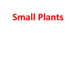 Small Plants
 