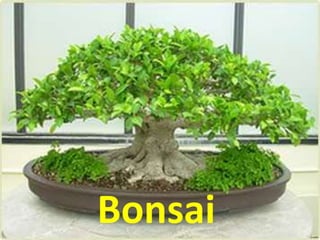 Bonsai
 