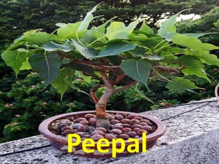 Peepal
 