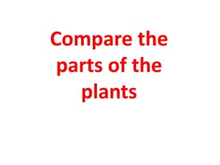 Compare the
parts of the
plants
 
