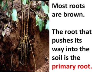 Most roots
are brown.
The root that
pushes its
way into the
soil is the
primary root.
 