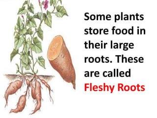 Some plants
store food in
their large
roots. These
are called
Fleshy Roots
 