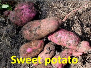 Sweet potato
 
