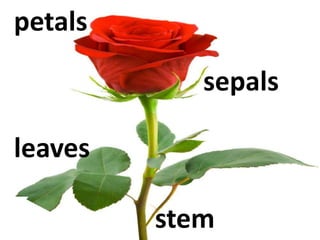 petals
leaves
sepals
stem
 