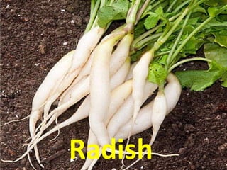 Radish
 