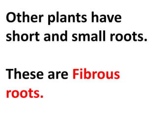 Other plants have
short and small roots.
These are Fibrous
roots.
 