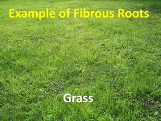 Example of Fibrous Roots
Grass
 