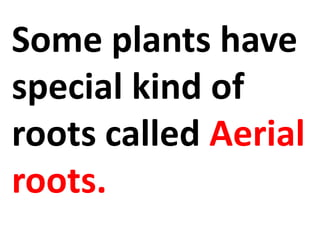 Some plants have
special kind of
roots called Aerial
roots.
 