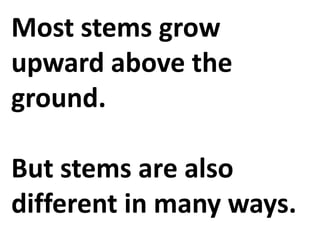 Most stems grow
upward above the
ground.
But stems are also
different in many ways.
 