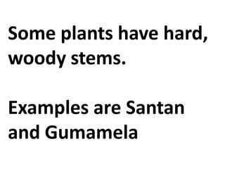 Some plants have hard,
woody stems.
Examples are Santan
and Gumamela
 