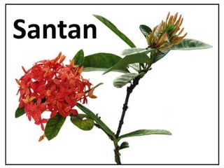 Santan
 