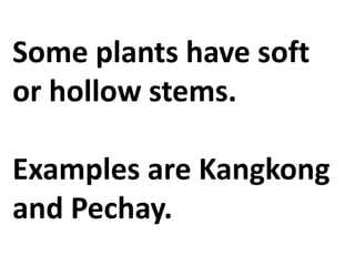 Some plants have soft
or hollow stems.
Examples are Kangkong
and Pechay.
 