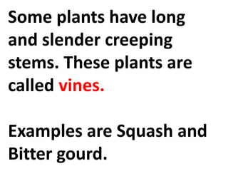 Some plants have long
and slender creeping
stems. These plants are
called vines.
Examples are Squash and
Bitter gourd.
 