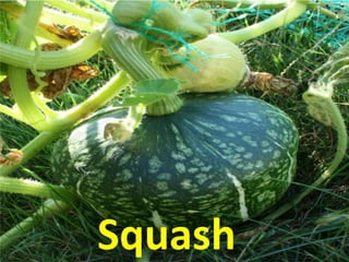 Squash
 