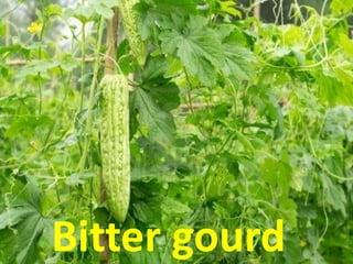 Bitter gourd
 