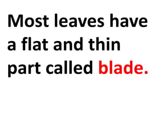 Most leaves have
a flat and thin
part called blade.
 
