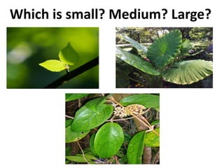 Which is small? Medium? Large?
 