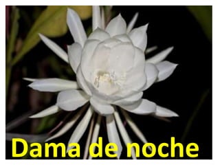 Dama de noche
 
