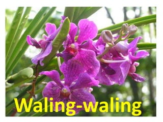 Waling-waling
 