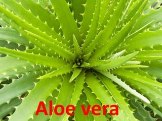 Aloe vera
 