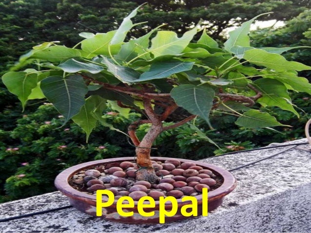 Name Of Plants That Store Food In Their Leaves Name Of Plants That Store Food In Their Leaves