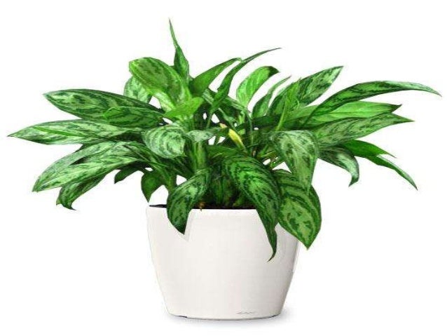 Comparing Plant Parts