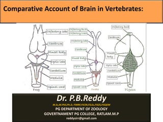 Comparative Account of Brain in Vertebrates:
Dr. P.B.Reddy
M.Sc,M.Phil,Ph.D, FIMRF,FICER,FSLSc,FISZS,FISQEM
PG DEPARTMENT OF ZOOLOGY
GOVERTNAMENT PG COLLEGE, RATLAM.M.P
reddysirr@gmail.com
 