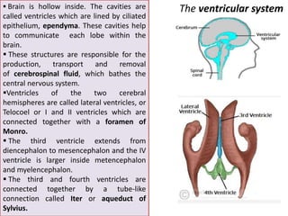 Comparision of brain in vertebrates | PPTX