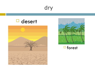 dry desert forest 