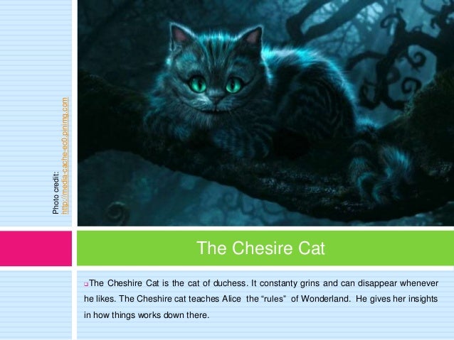 Compare And Contrast Between Pet Dog And Cats Compare And Contrast Between Pet Dog And Cats