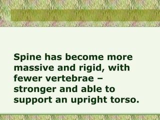 Spine has become more
massive and rigid, with
fewer vertebrae –
stronger and able to
support an upright torso.
 